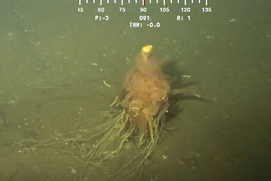 Bizarre undersea critter: What's a 'Flying spaghetti monster